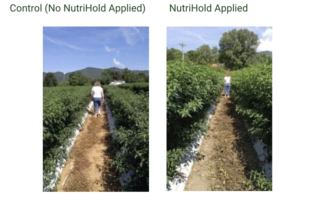 Cayenne Pepper Trial