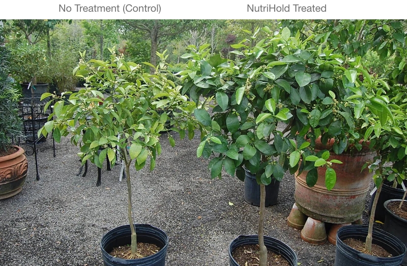 grapefruit trees